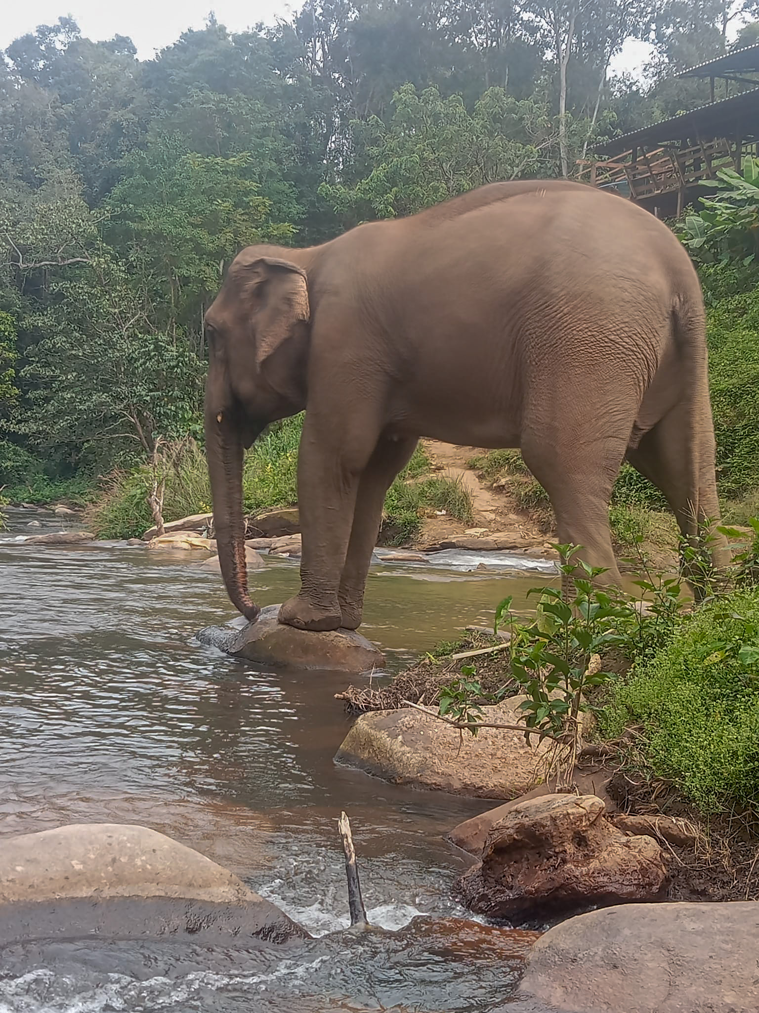 Elephant Village Sanctuary