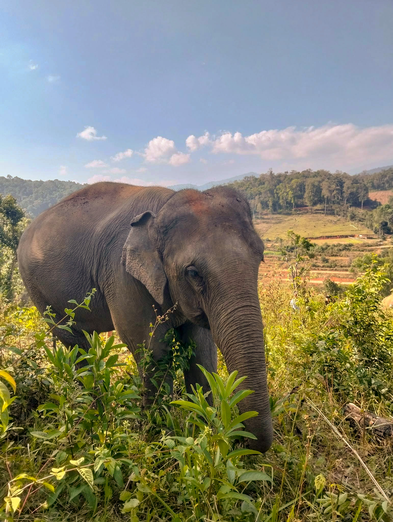 Village d'éléphants Dok Ko Ki