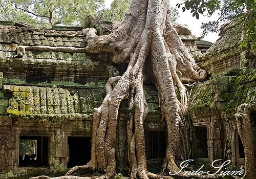 Ta Prohm, Cambodge