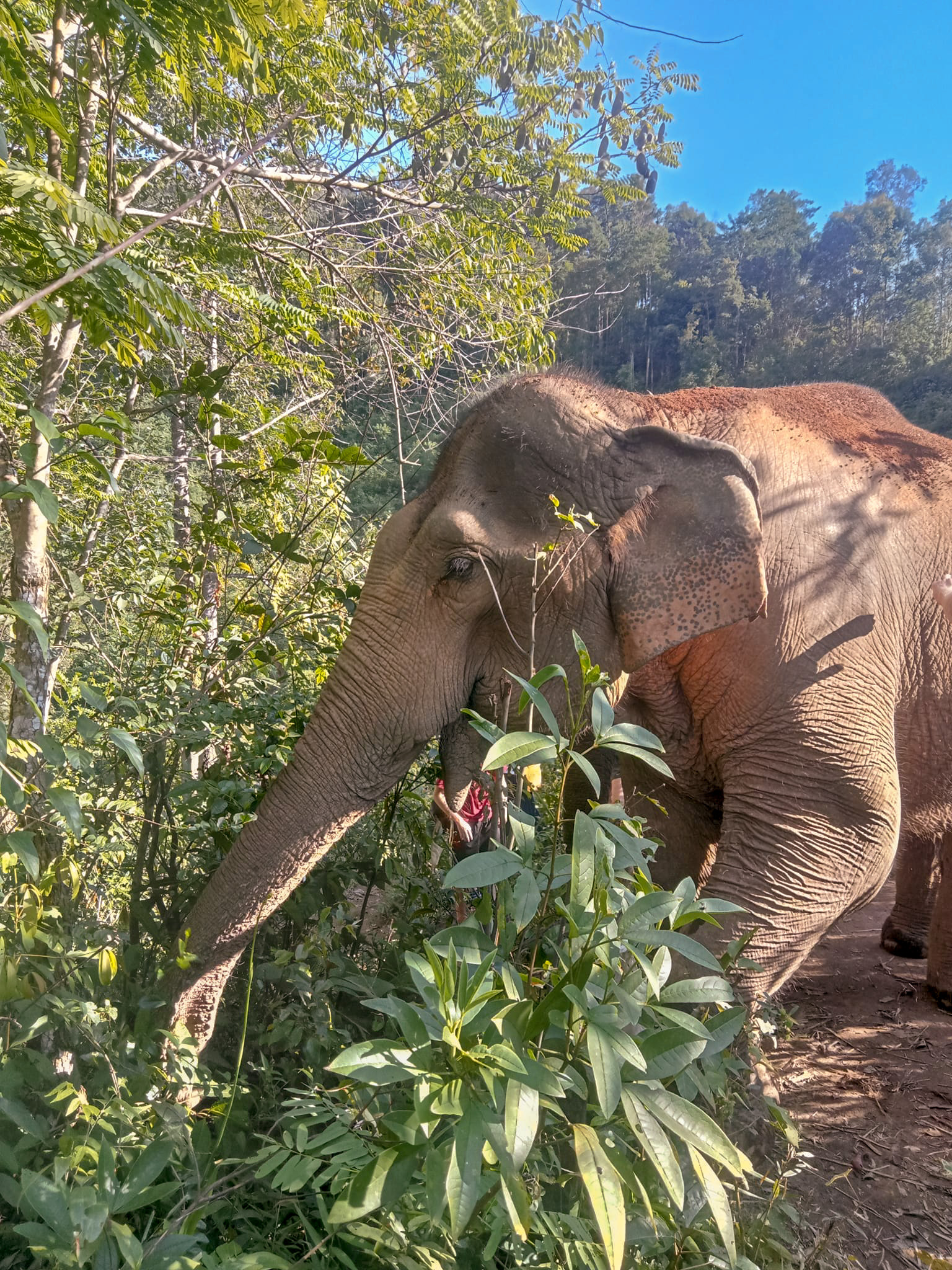 Village d'éléphants Dok Ko Ki
