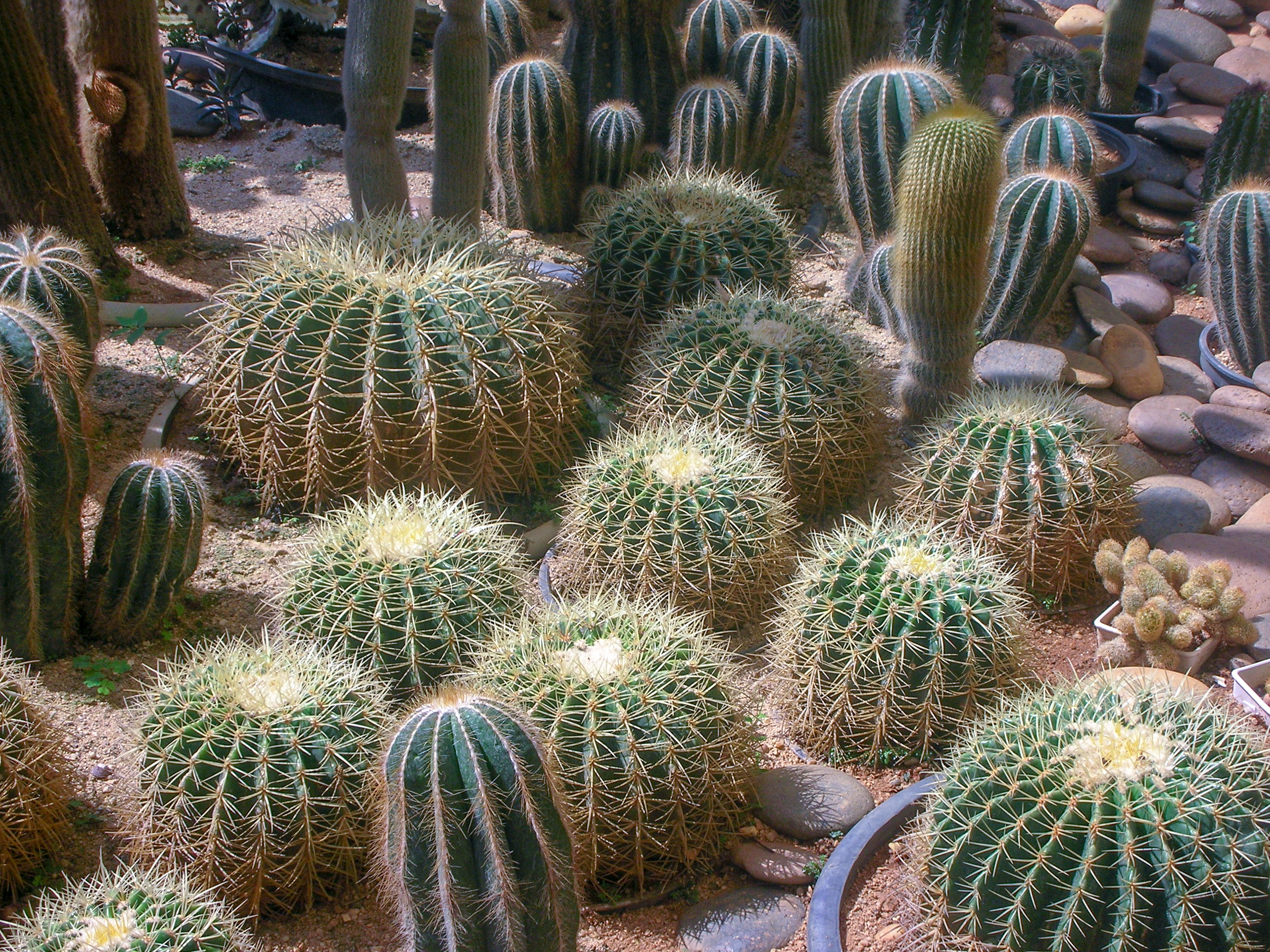 Jardin botanique, Doï Tung