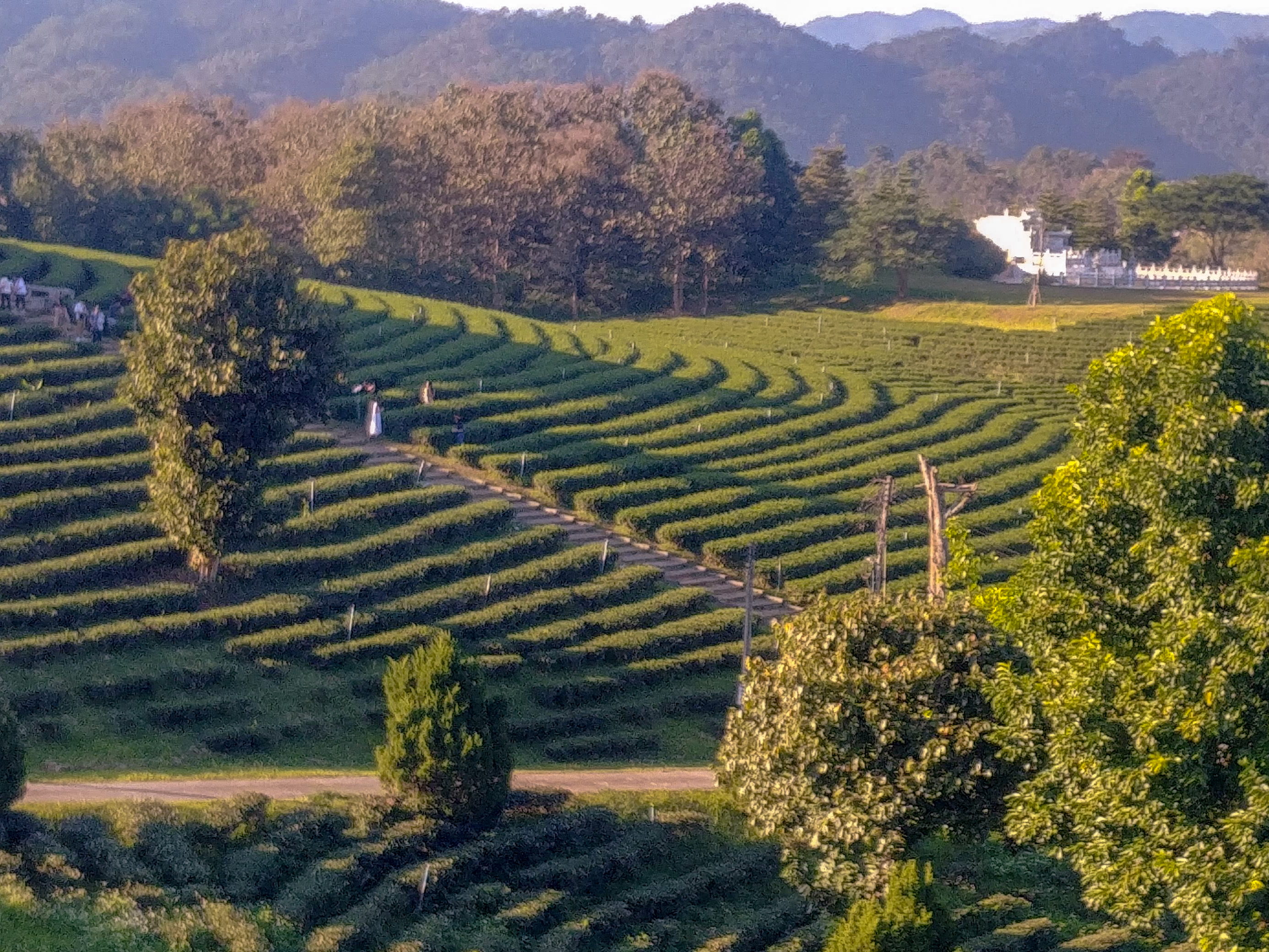 Plantations de thé, Mae Chan