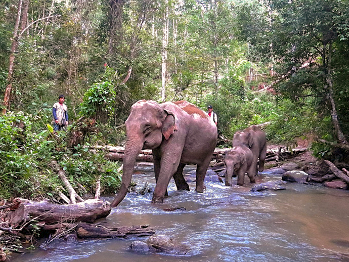 Village d'éléphants Blue Tao