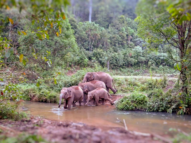 Village d'éléphants Blue Tao