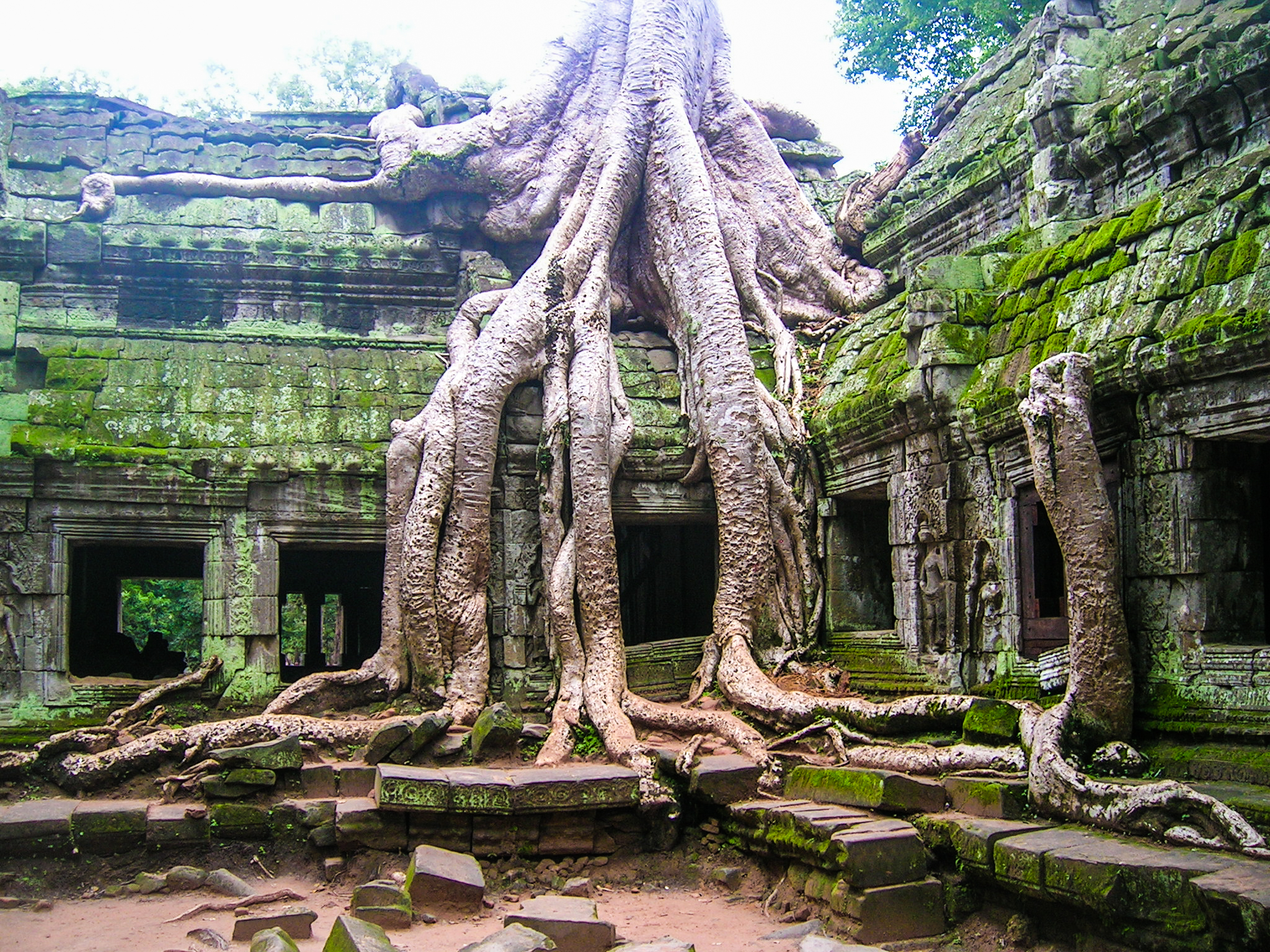 Ta Prohm, Cambodge