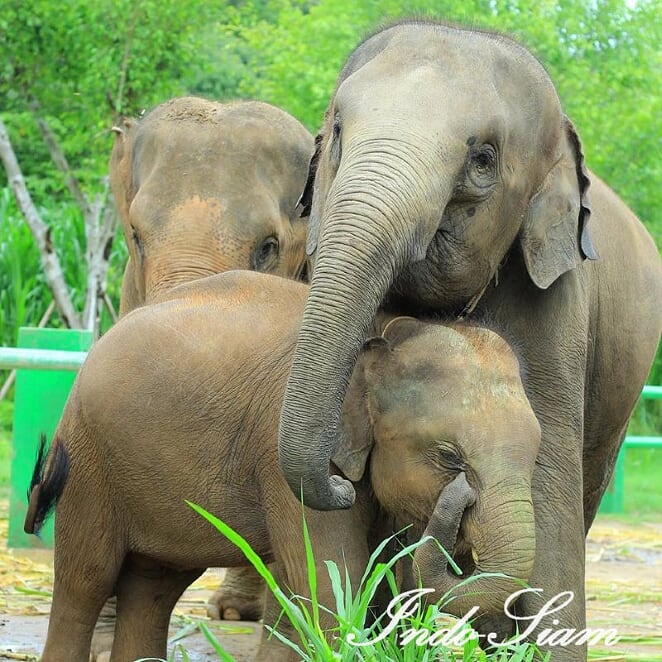 Kanta Elephant Sanctuary