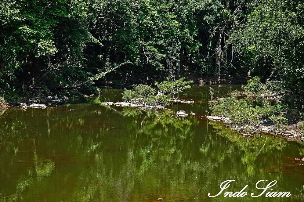 Jungle