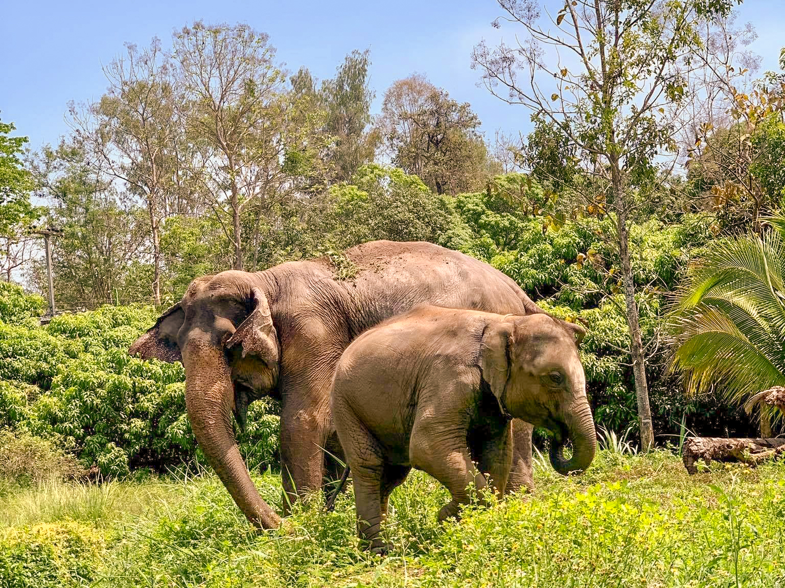 Kanta Elephant Sanctuary